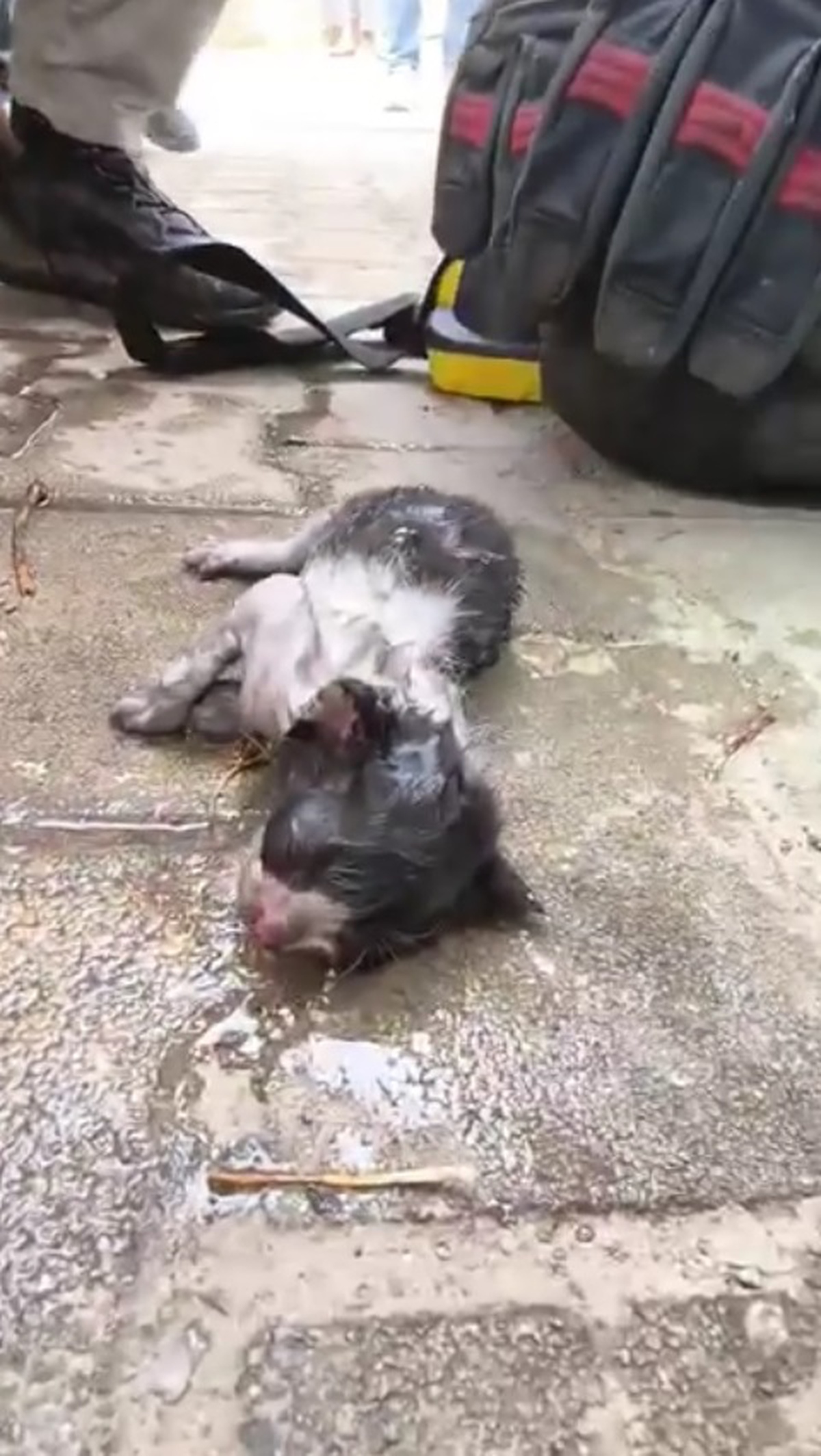 Yavru Kedi Yangında Kurtarıldı
