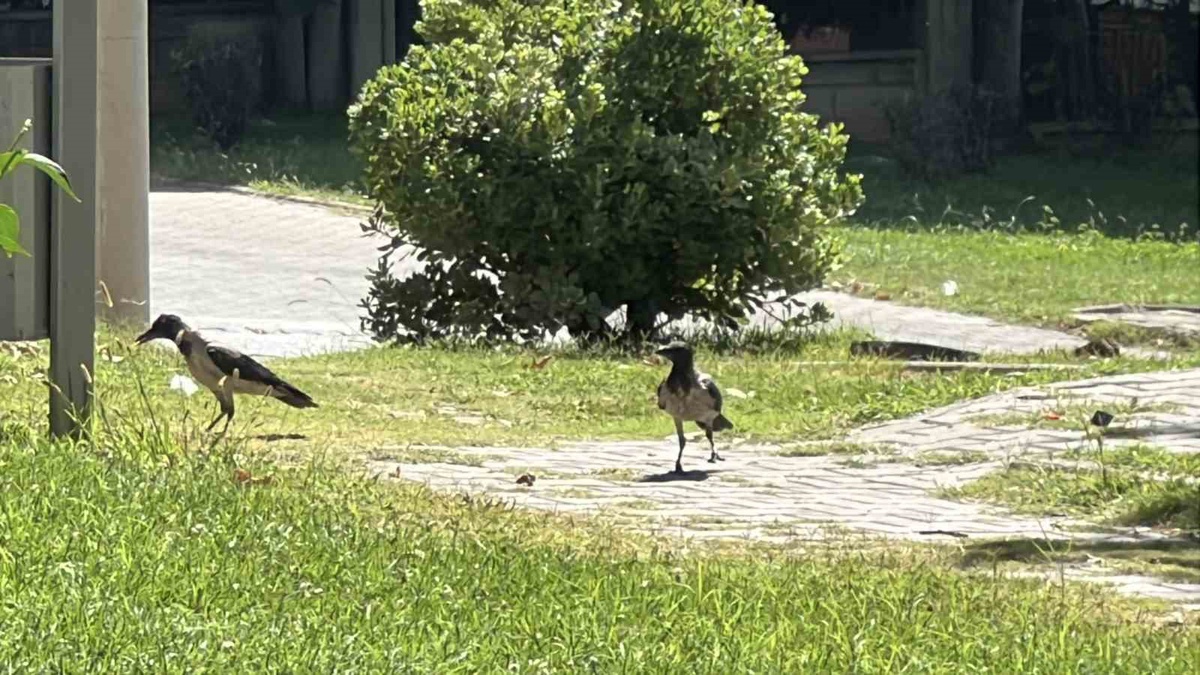 Kahramanmaraş\'taki Parkta Karga Kolonisi