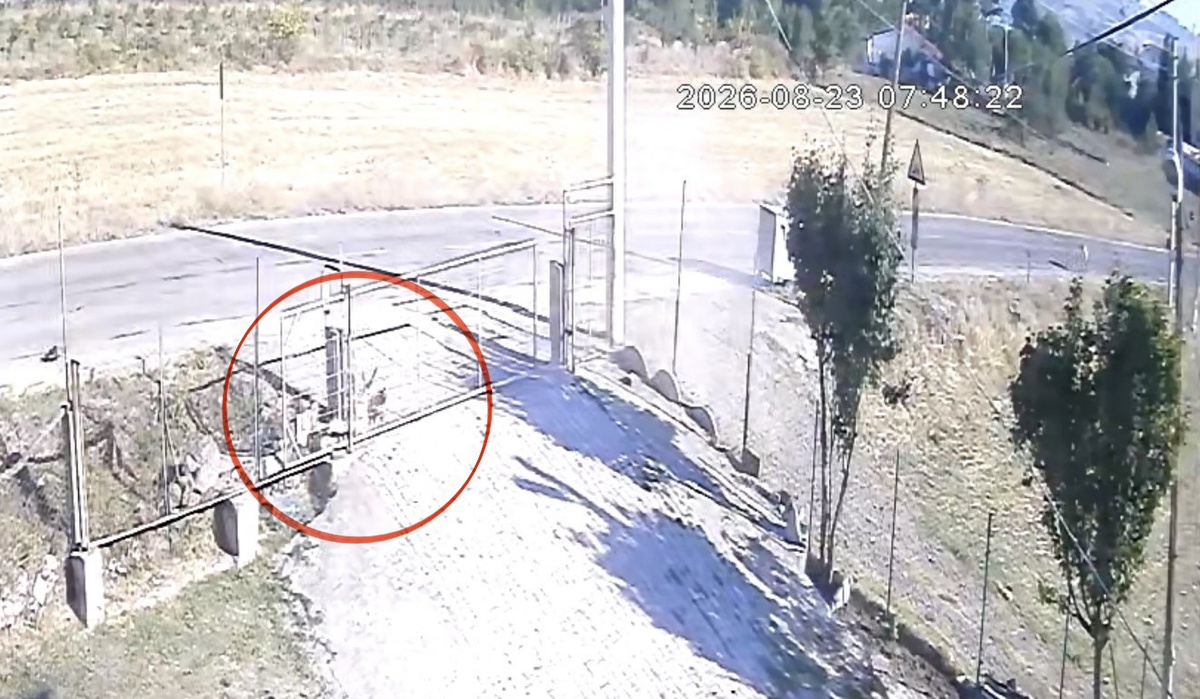Otomobil Sokak Köpeğine Çarptı