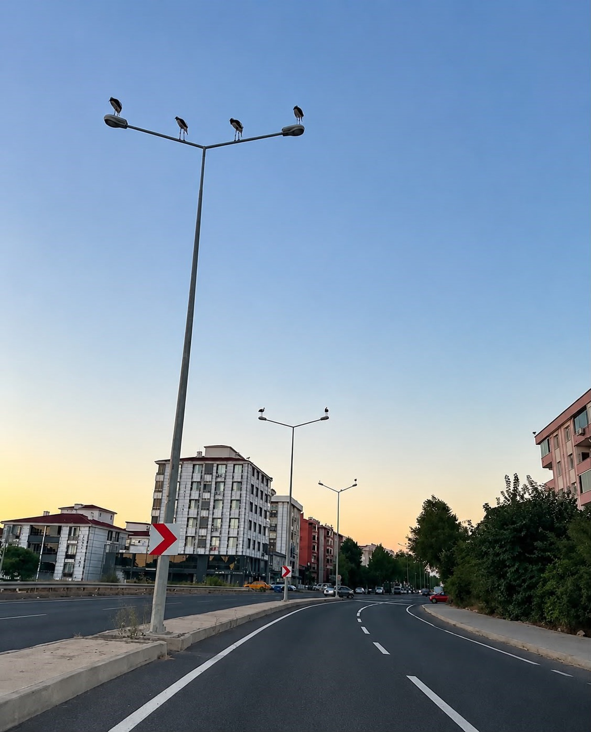 Muratlı'da Leyleklerin Renkli Mola Anları