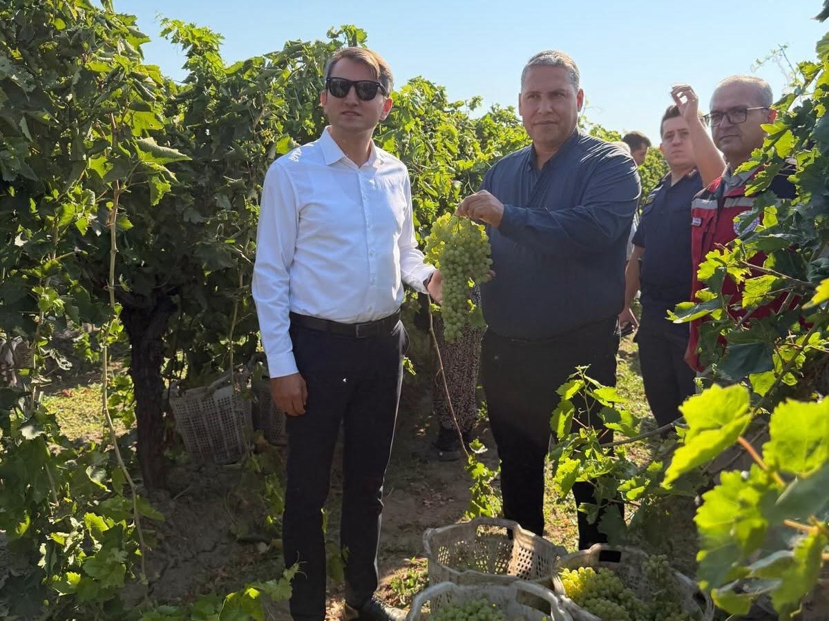 Saruhanlı\'da Üzüm Hasadı Devam Ediyor