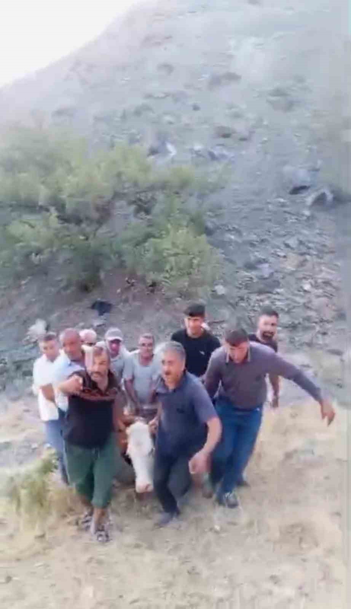 Siirt\'te Mahsur Kalan Hayvan Kurtarılamadı