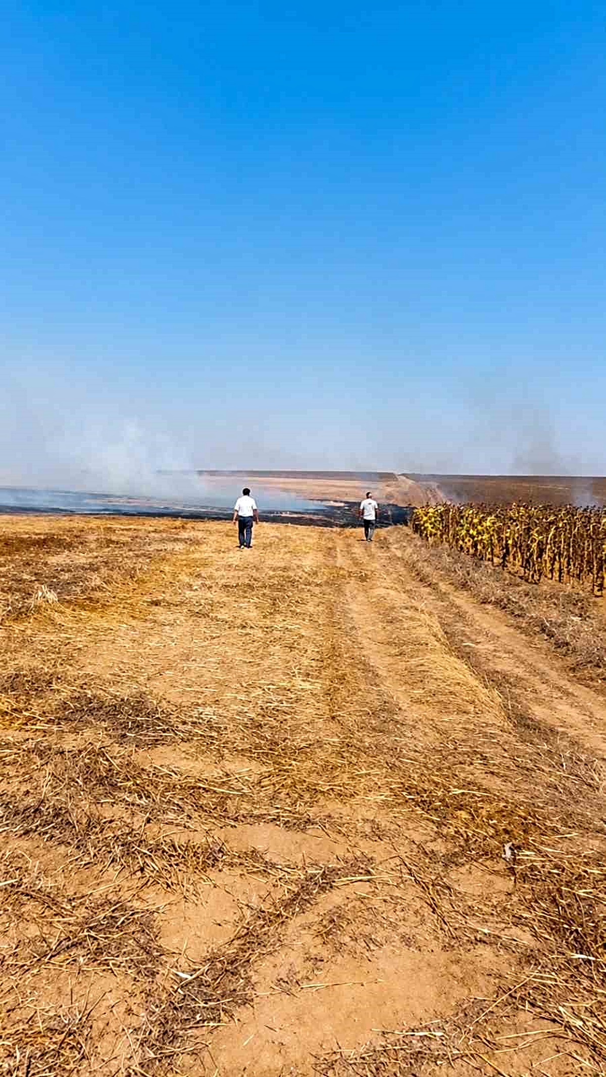 Muratlı'da anız yangını söndürüldü