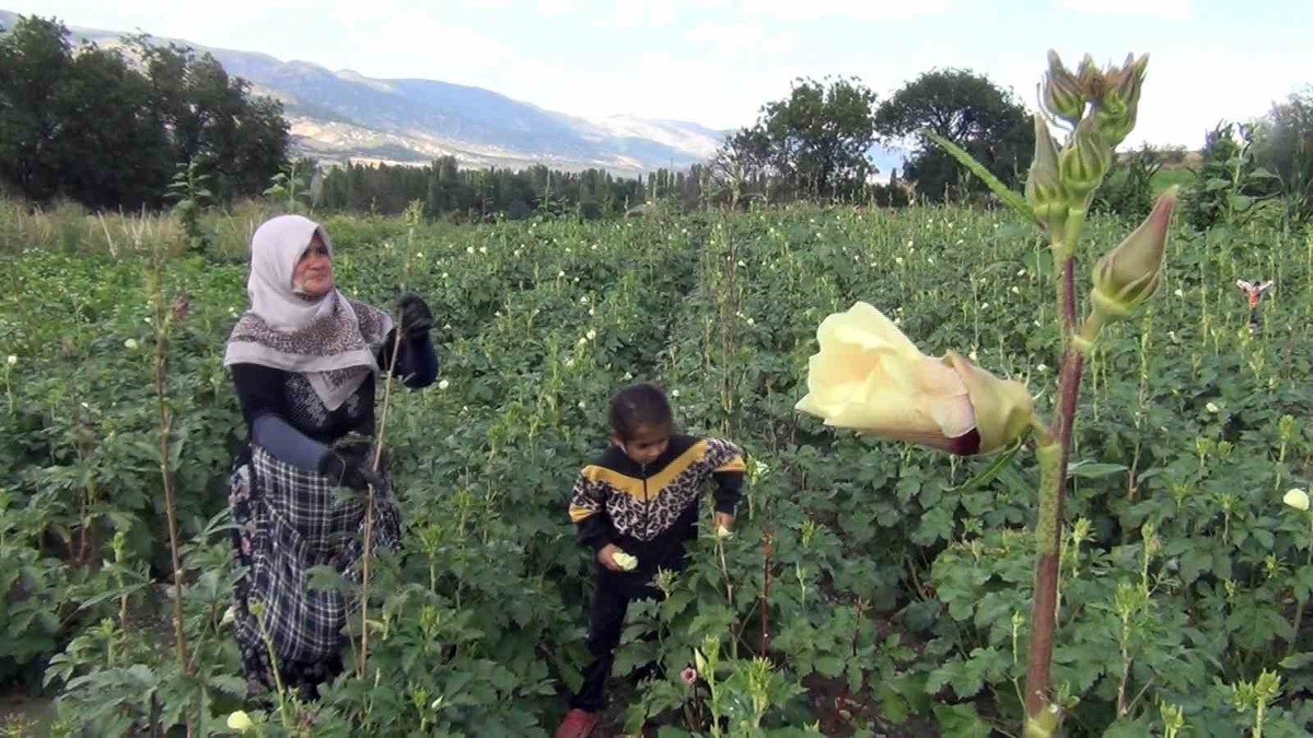 Mecitözü Çiftçileri Doğrudan Satış Yapıyor
