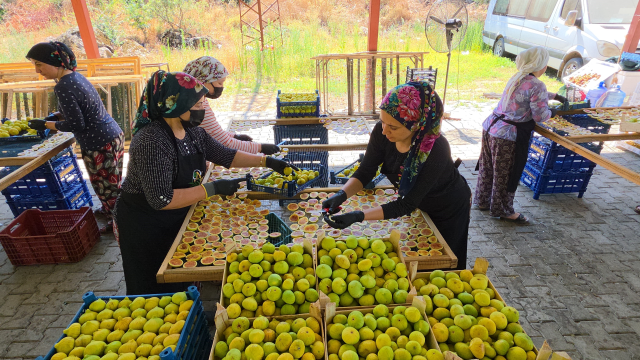 Aydın'dan dünyaya yayılan lezzet: İncir Cipsi