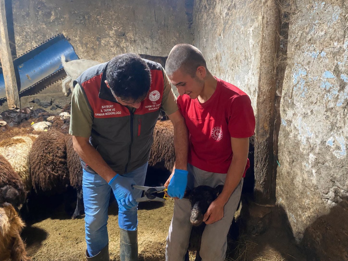 Bayburt'ta Küçükbaş Hayvan Aşılama ve Küpeleme Çalışmaları