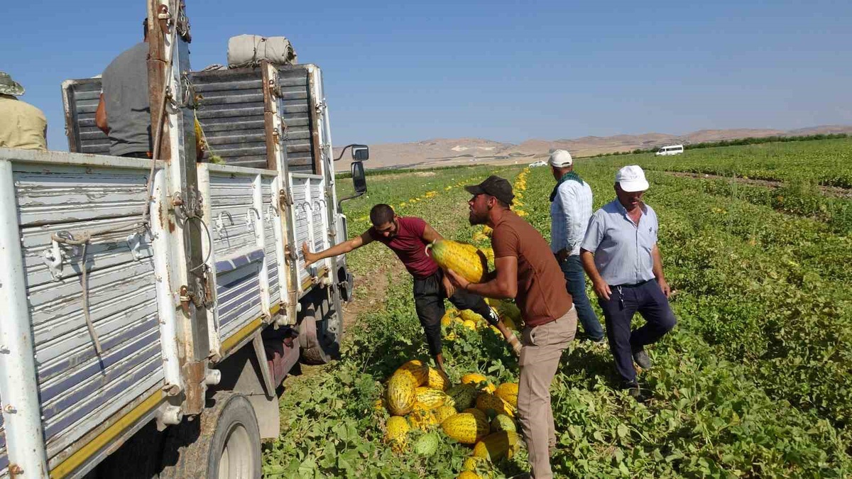Malatya'da Kavun Hasadı Hızla Devam Ediyor