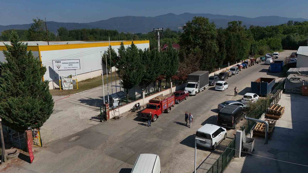 TMO Düzce'de Fındık Alımına Başladı