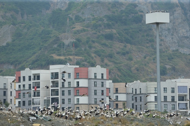 Leylekler Sonbahar İçin Göç Ediyor