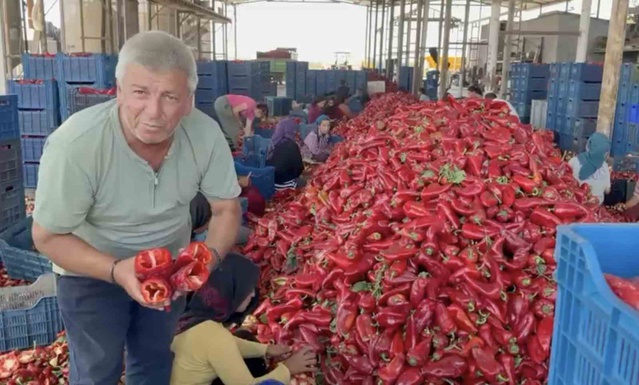 Biber Üreticileri Fiyat Düşmesine Tepkili