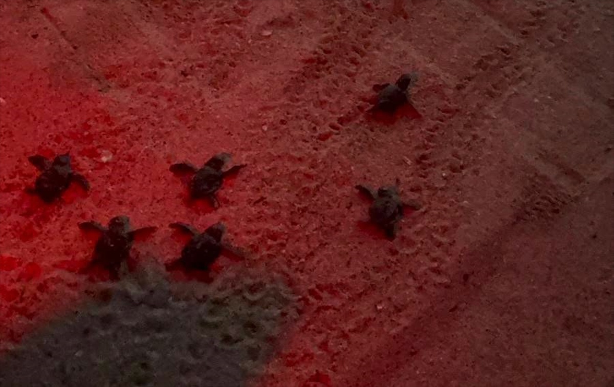 Kuşadası'nda 60 Caretta Caretta Yavrusu Denize Ulaştı