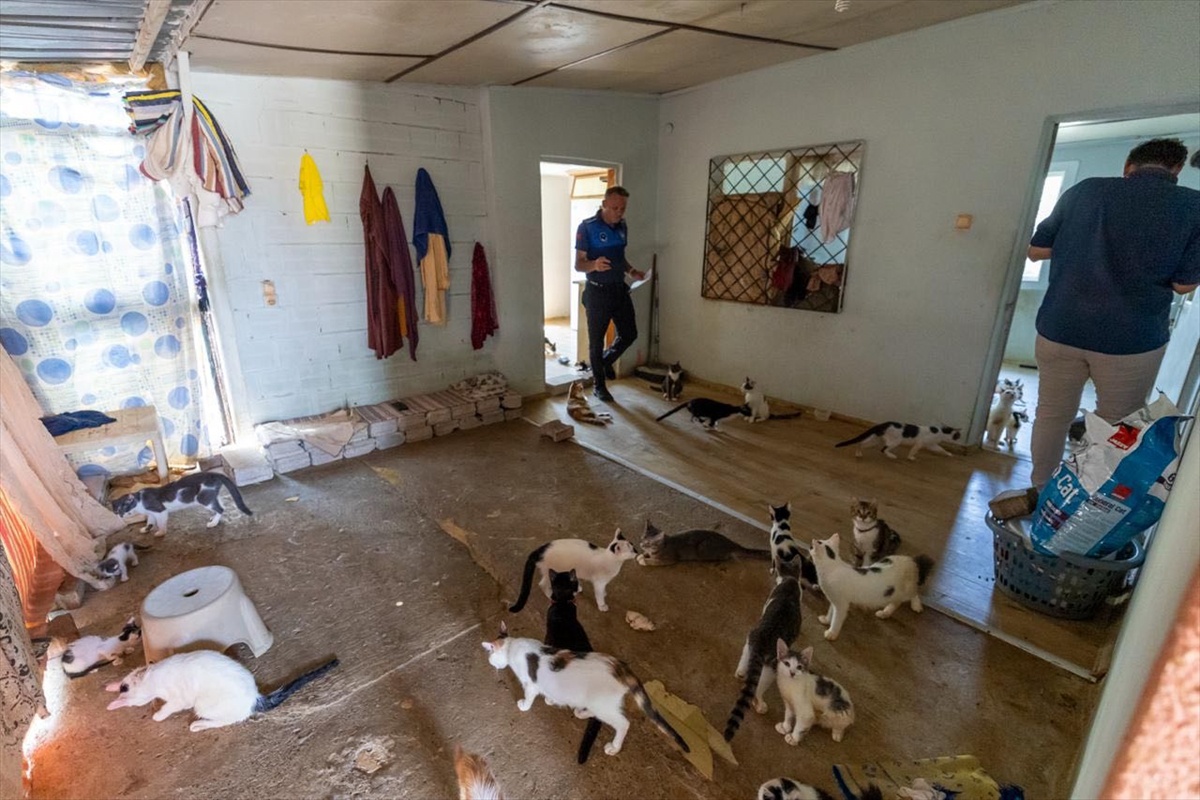 Mersin'de 100 Kedi Koruma Altına Alındı
