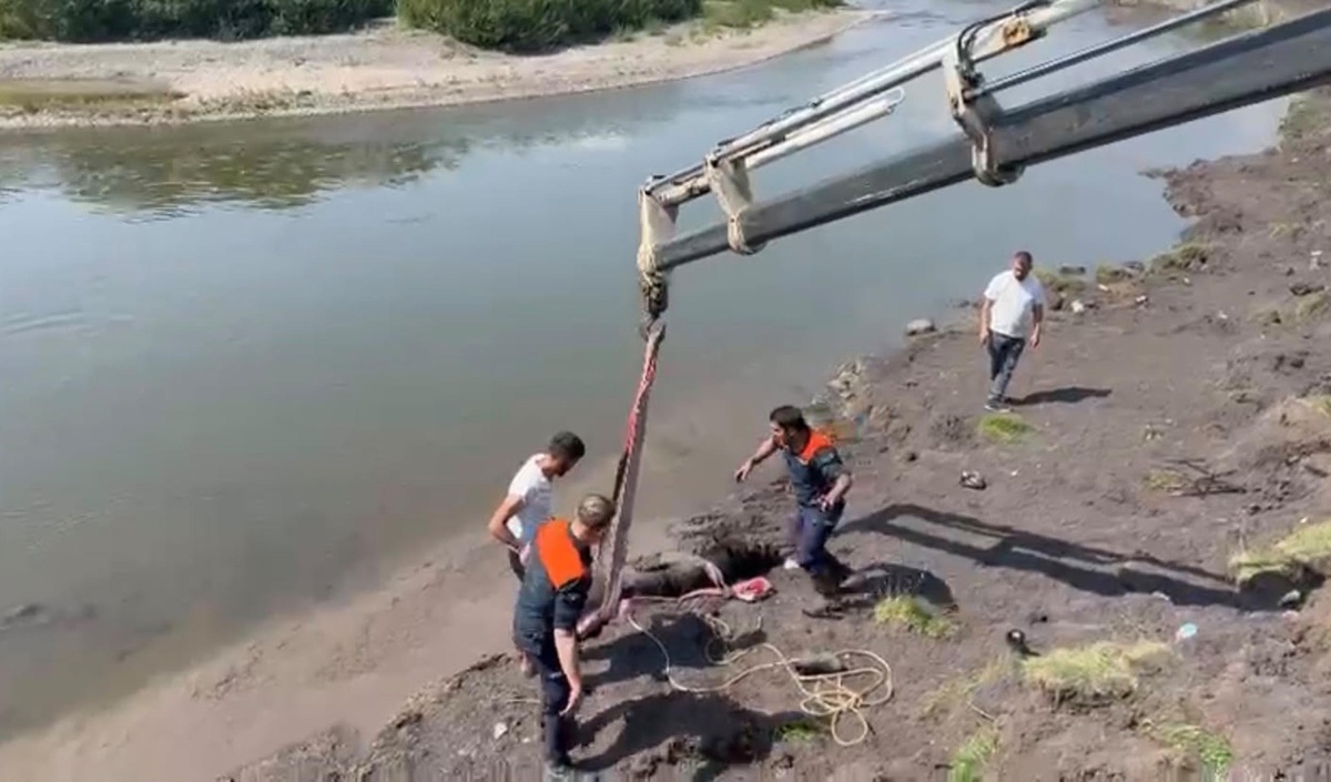 Ardahan'da At Balçığa Saplandı, Kurtarıldı