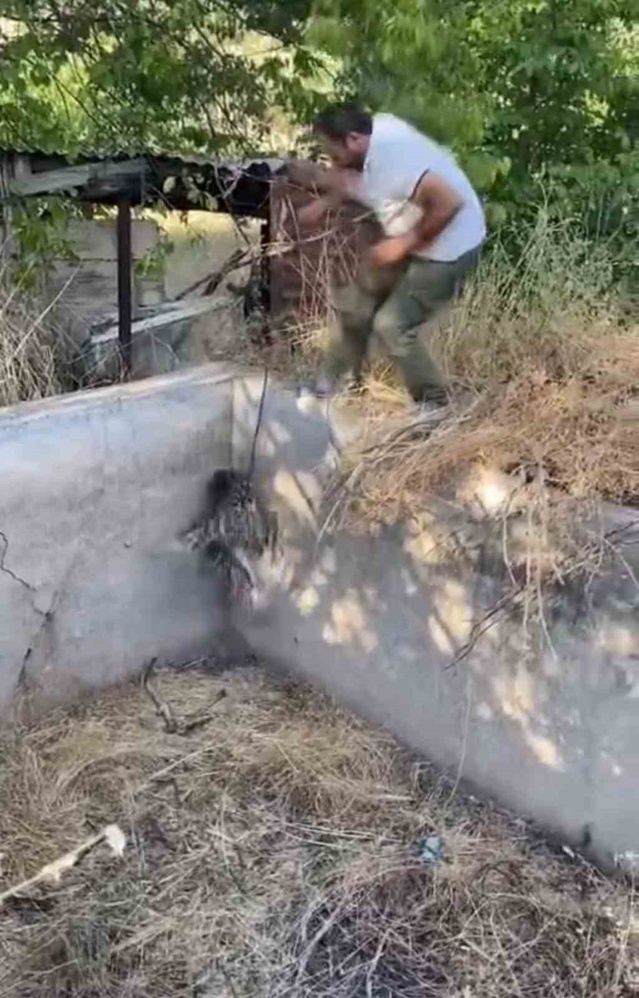 Oklu Kirpi Mahsur Kaldı, Kurtarıldı