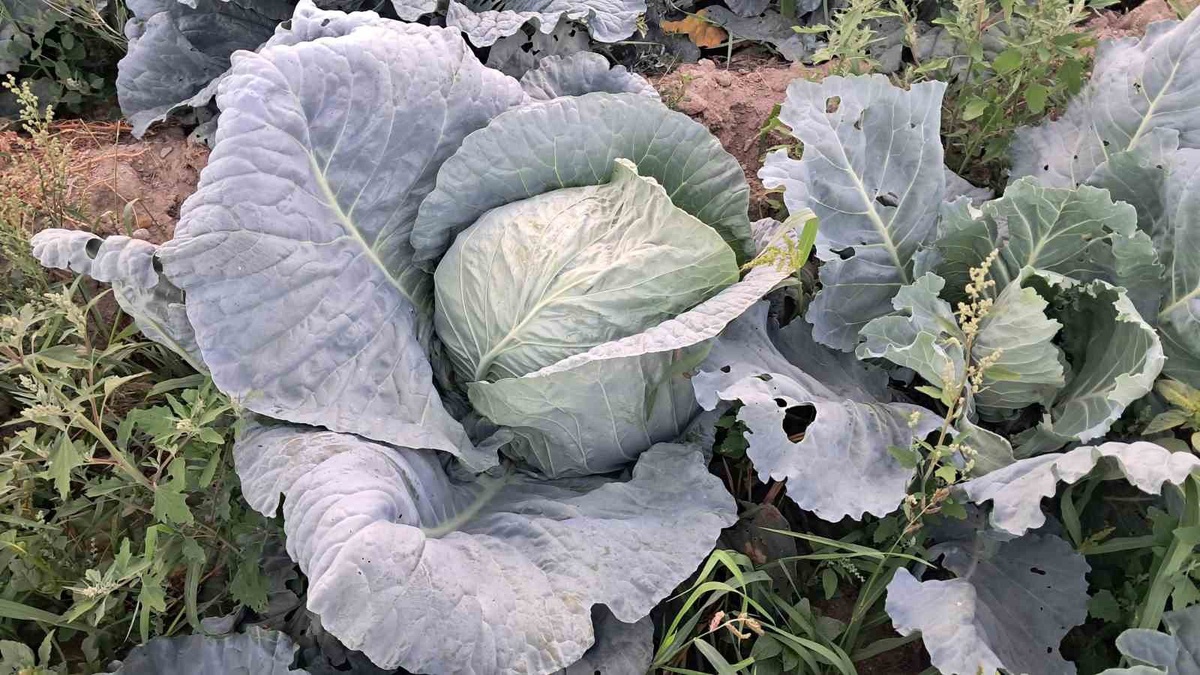 Söğütlü Lahanası Hasadı Başladı