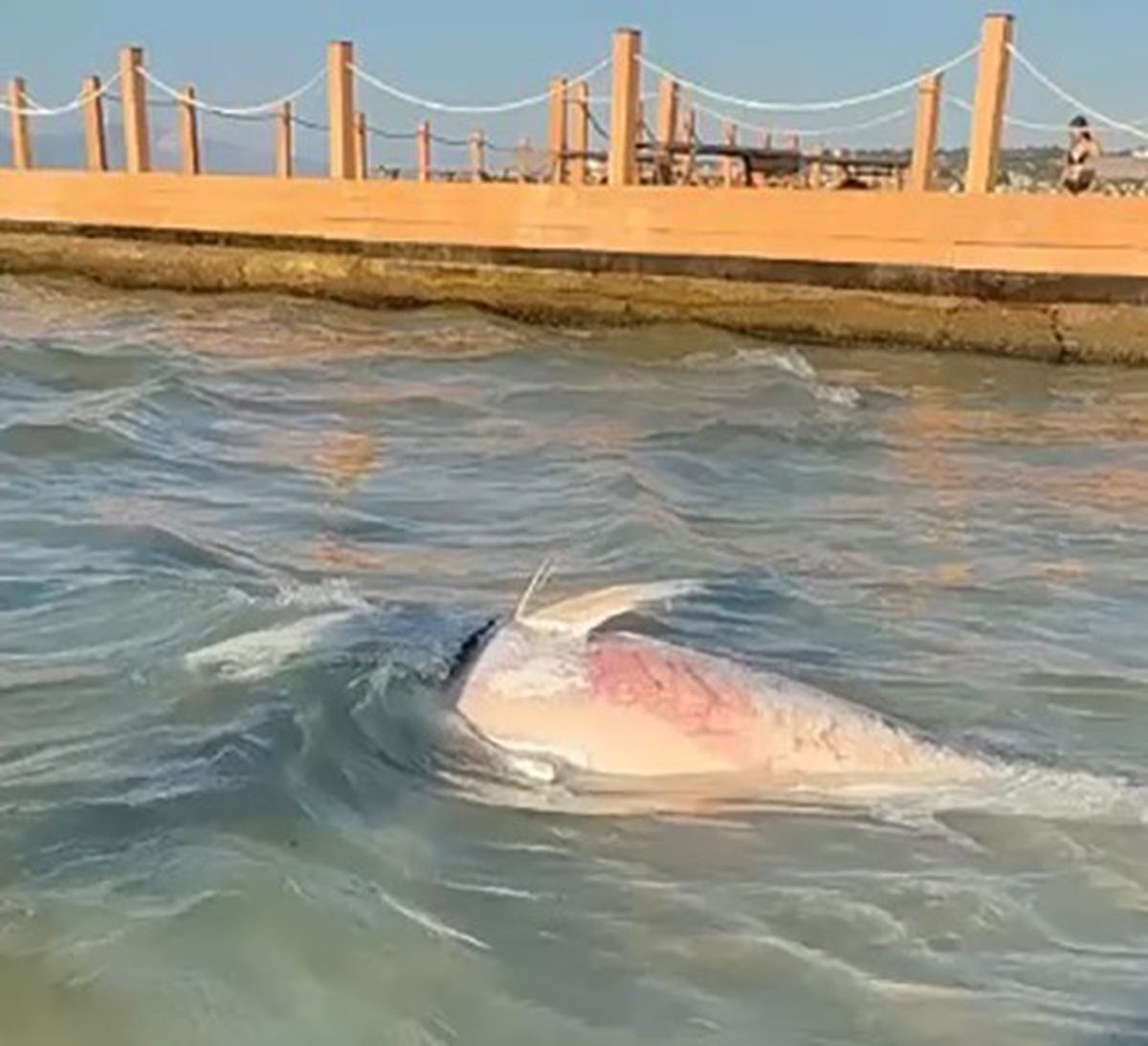 Çeşme ve Karaburun'da Orkinos Ölümleri Artıyor