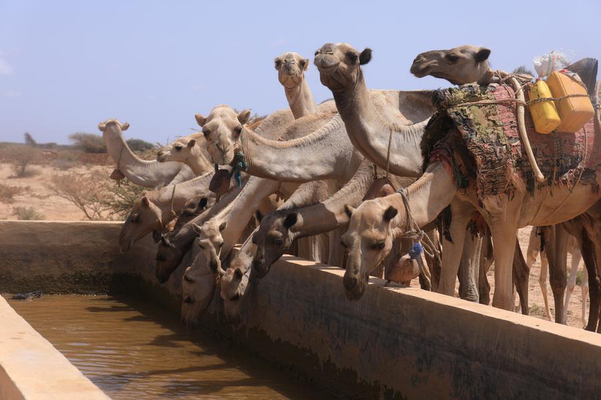 Somali'de Kuraklık ve Yardım Azalması Sorunları