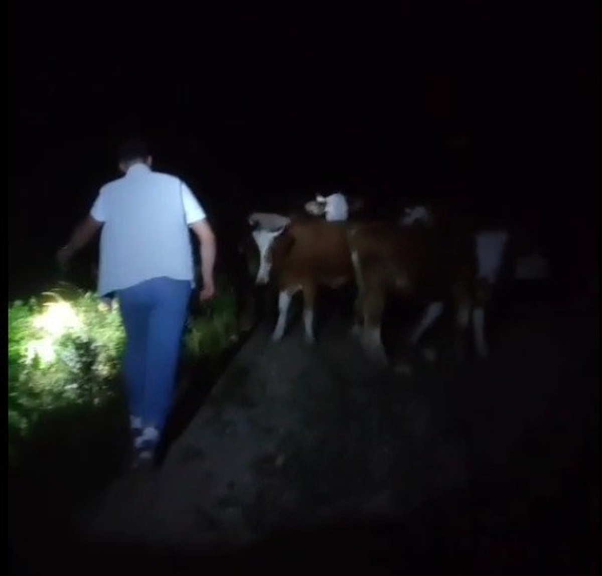 Kayıp İnekler Dağda Bulundu