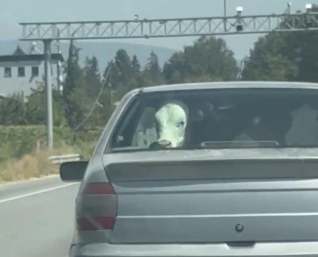 Bolu'da Otomobilde Buzağı Yolculuğu Şaşkınlık Yarattı