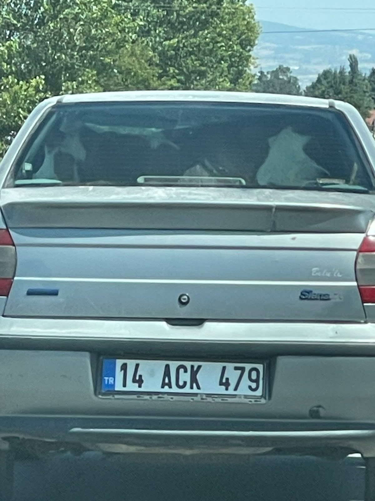 Otomobilde Buzağı Taşınması Görüntülendi