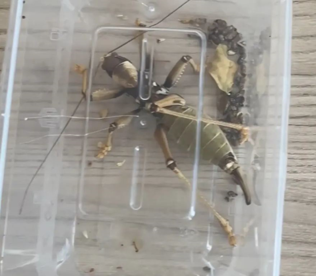 Çinliler Türkiye'deki çekirgelerin peşinde! Neden ortaya çıktı