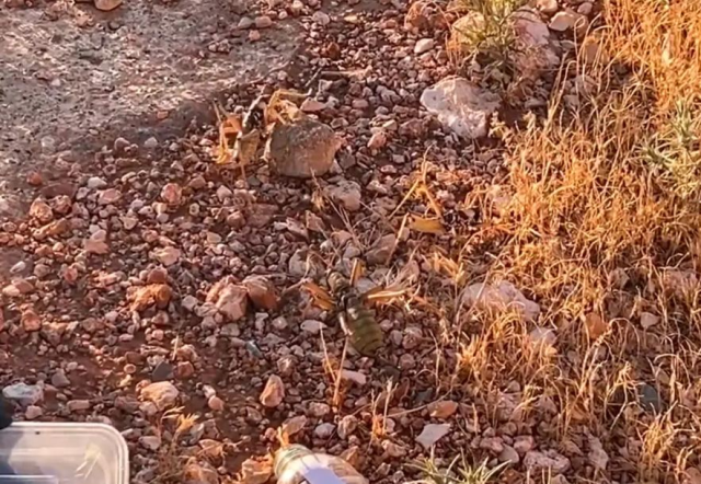 Çinliler Türkiye'deki çekirgelerin peşinde! Neden ortaya çıktı