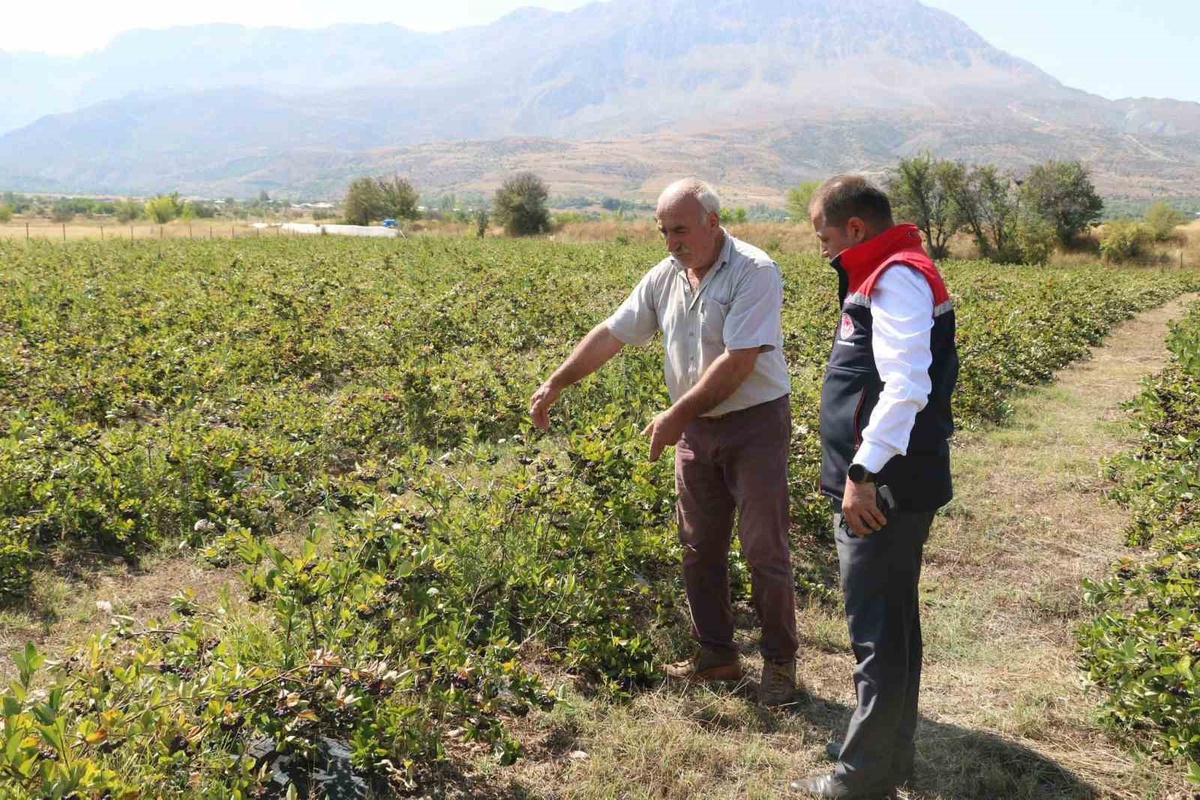 Erzincan'da Aronya Yetiştiriciliği Artıyor