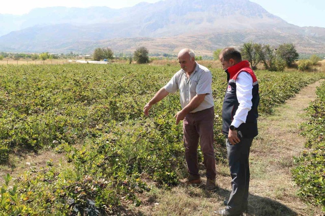 Erzincan'da Aronya Yetiştiriciliği Artıyor