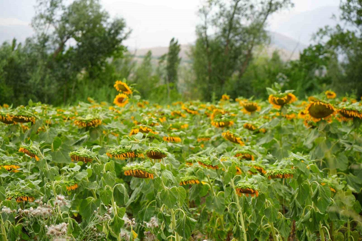 Erzincan'ın Ayçiçeği Tarlaları Görsel Şölen Sunuyor