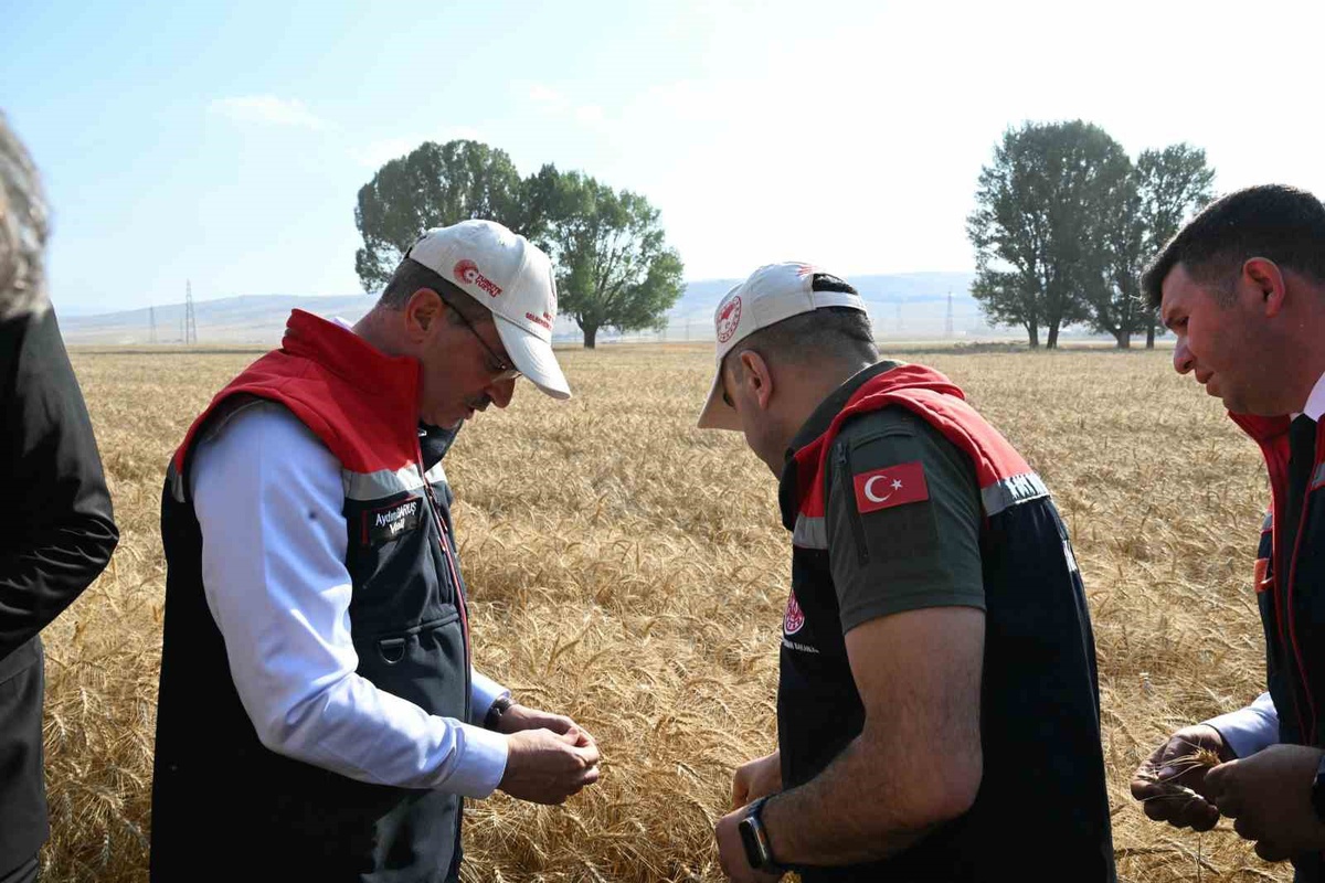 Buğday Hasat Etkinliği Erzurum'da Gerçekleşti