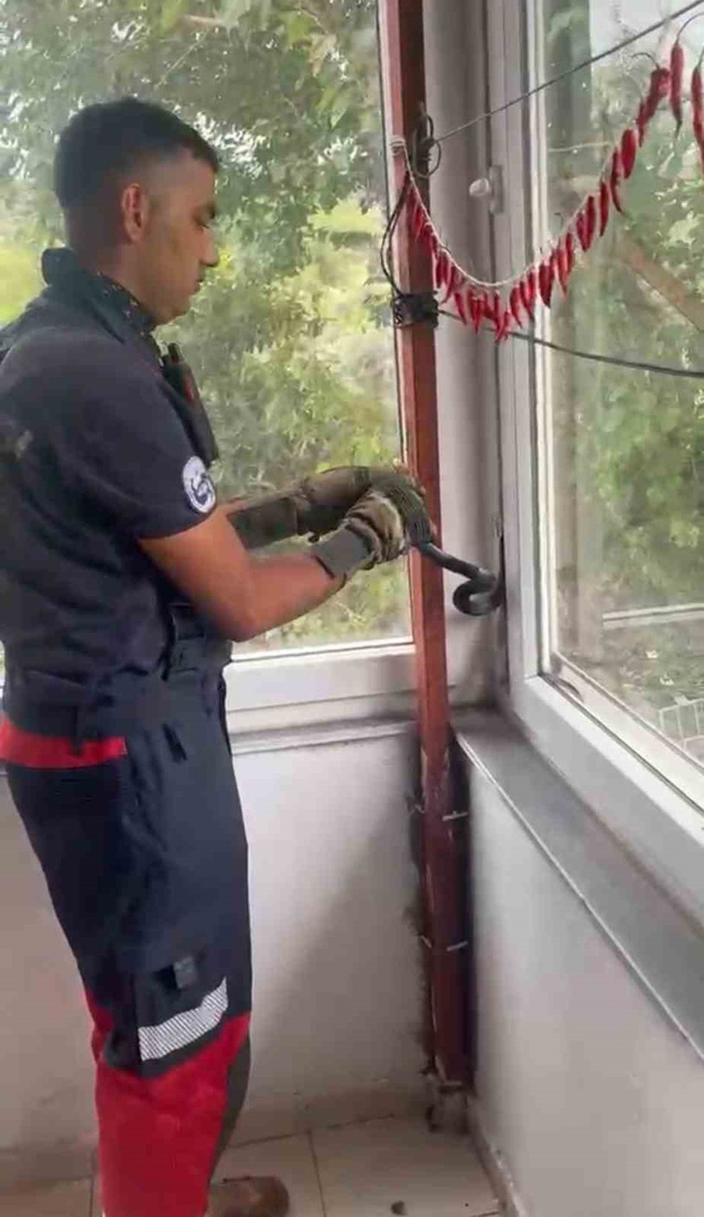Dörtyol'da Yılan Pencereden Kurtarıldı