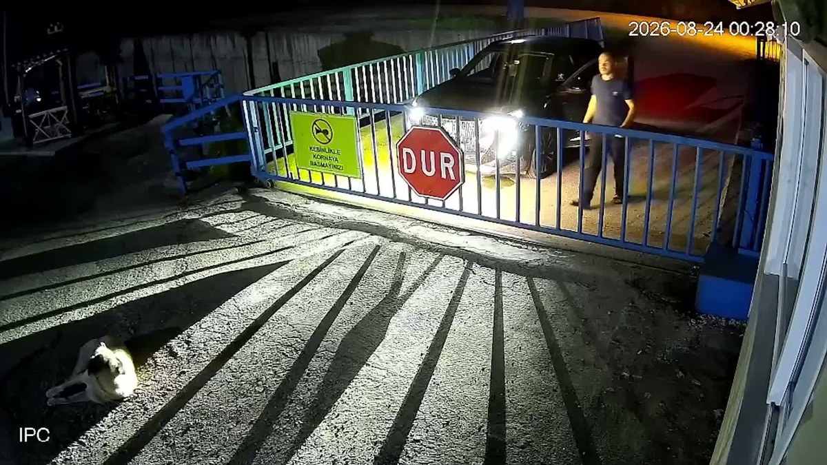 Giresun'da Köpeği Ezme Vakası