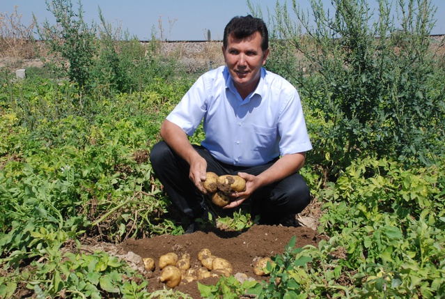 Niğde'de Patates Hasadı Başladı