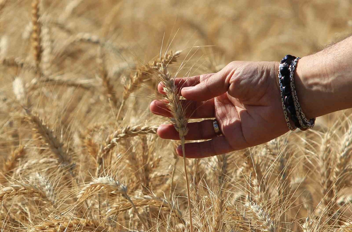 TİGEM'den 2026 İçin Yüzde 78 Kar Artışı Öngörüsü