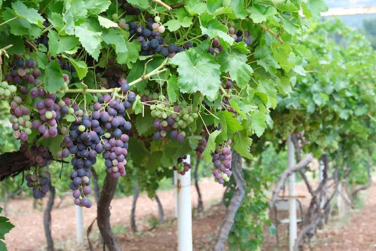 Tokat'ta Sezonun İlk Üzüm Hasadı Yapıldı