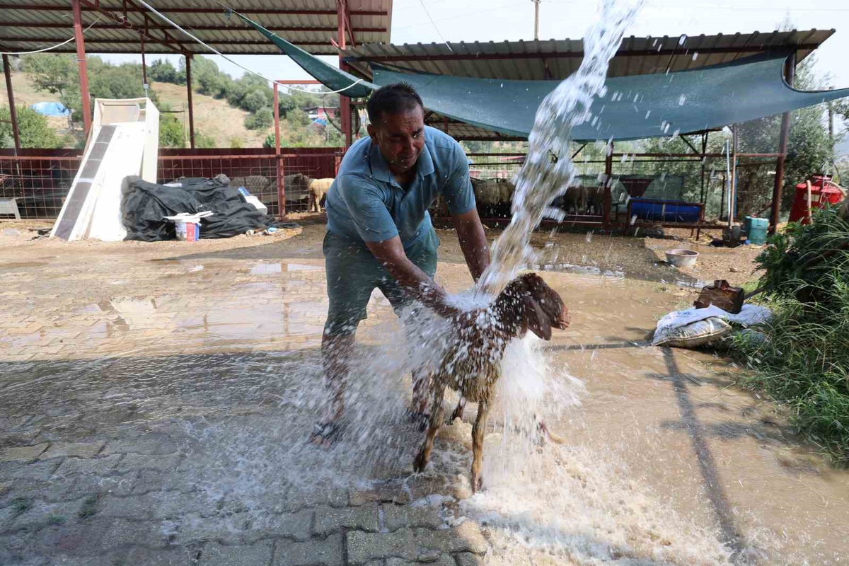 Adana'da Hayvanları Sıcaktan Koruma Yöntemleri