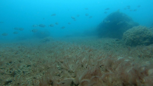 Antalya Kıyılarında Deniz Tabanında Pelte Tabakası