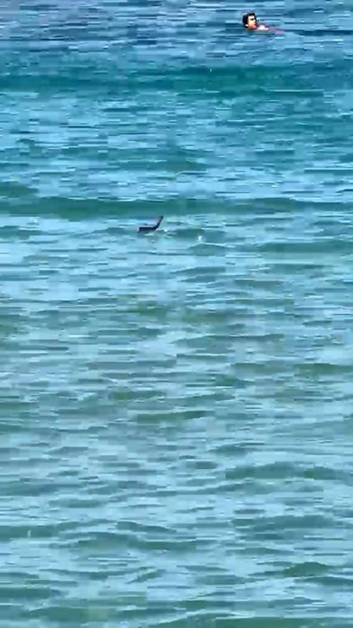 Çeşme'de Tatilciler Yılanla Şaşkınlık Yaşadı