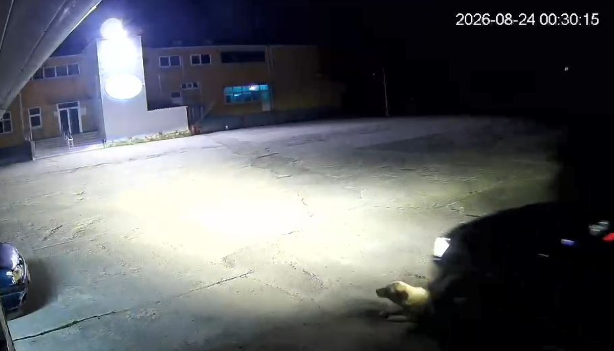 Cip, Yatmakta Olan Köpeği Ezdi