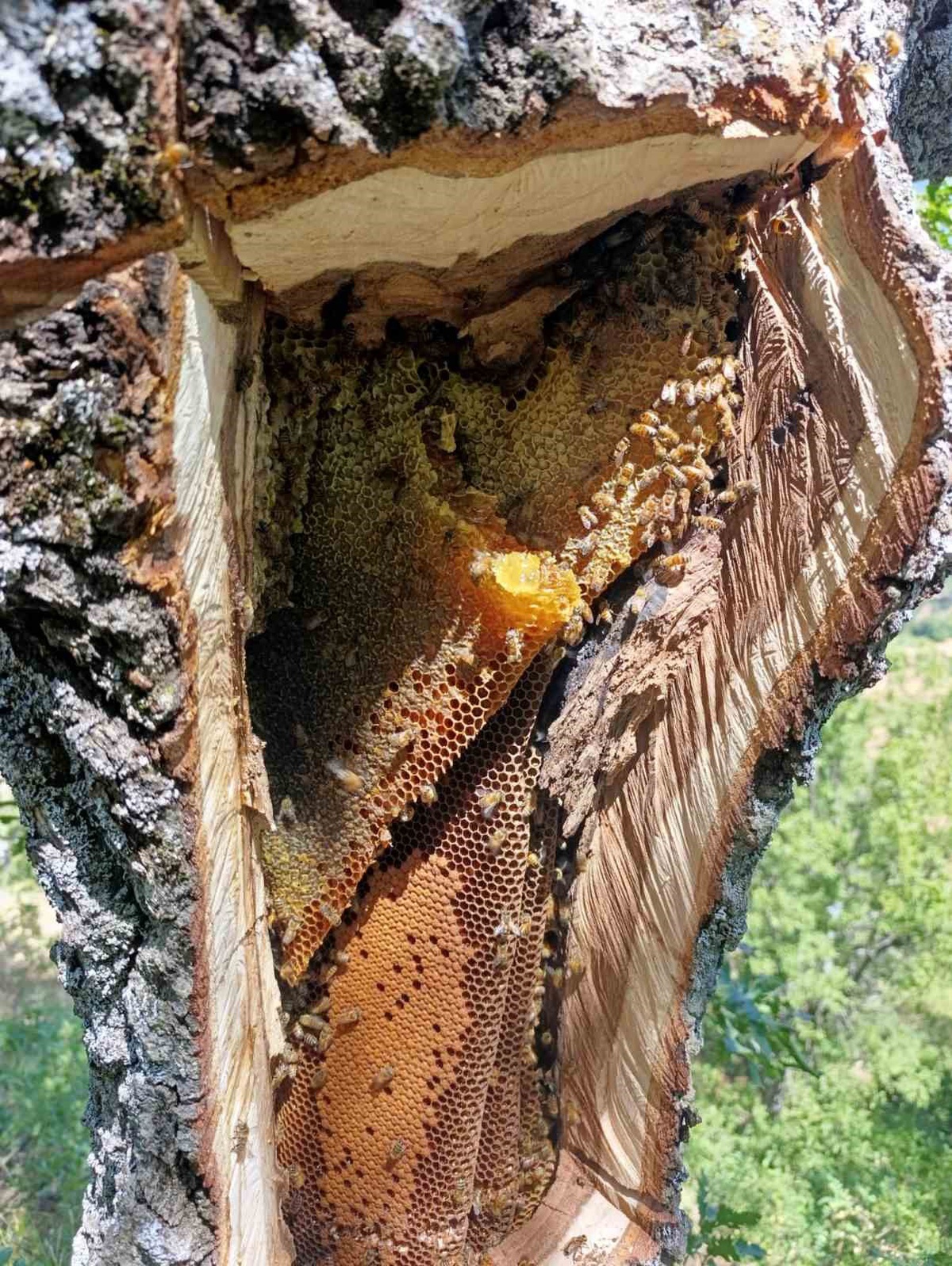 Palu'da Doğal Ağaç Balı Bulundu