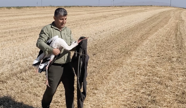 Vefalı Leylek Eşinin Başında 5 Gün Bekledi
