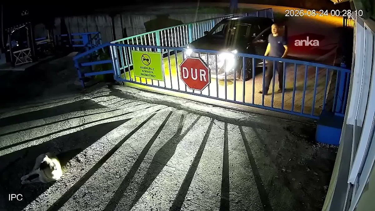Giresun'da köpeği göz göre göre ezen sürücü yakalandı