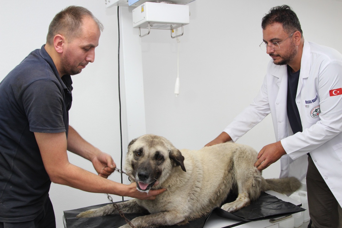 Giresun'da Köpeği Ezen Sürücü Serbest