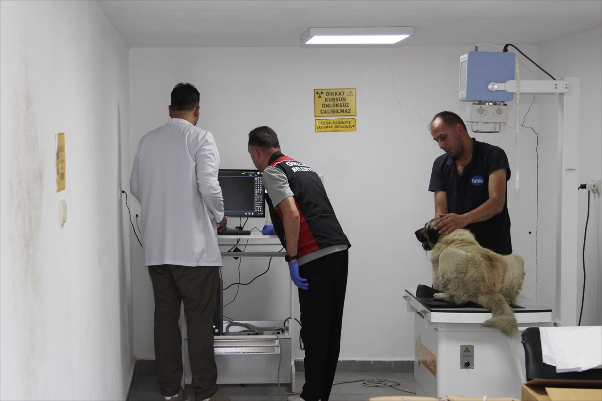 Giresun'da köpeği ezen sürücü gözaltında