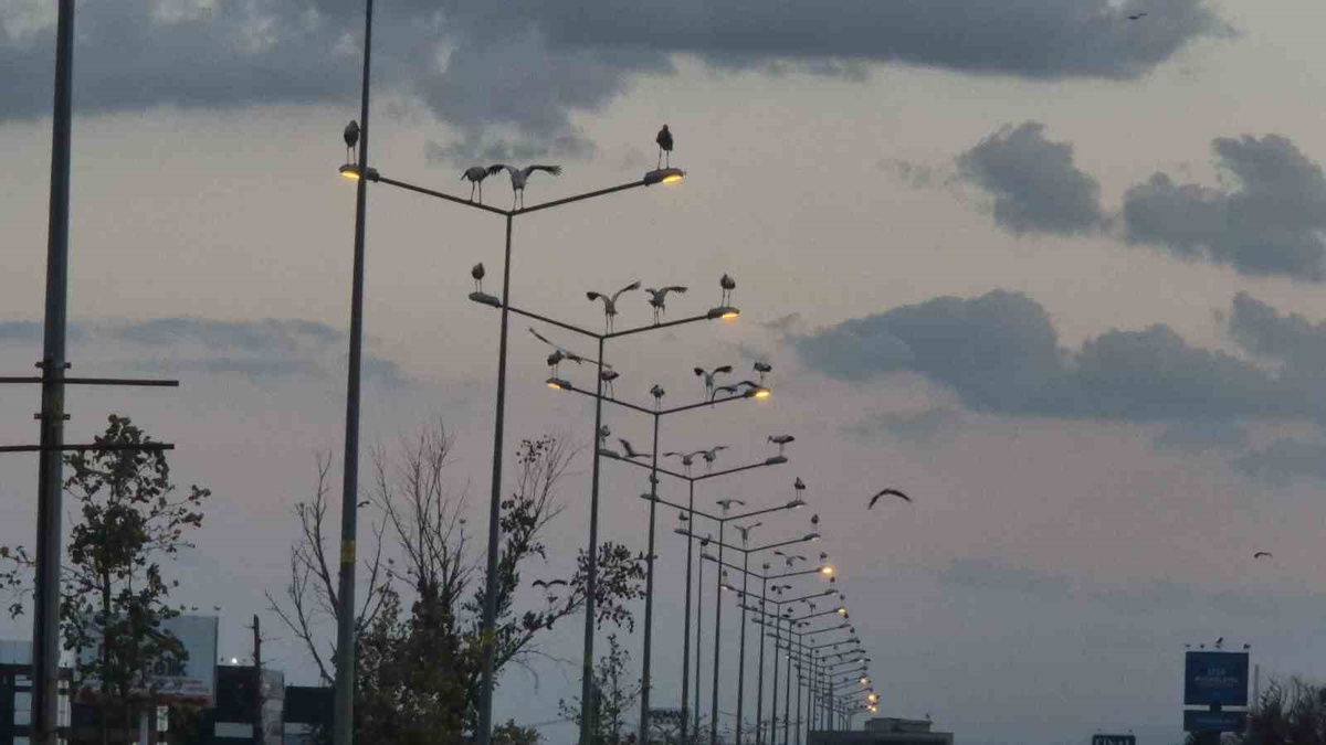 Leyleklerin Sonbahar Göçü Başladı