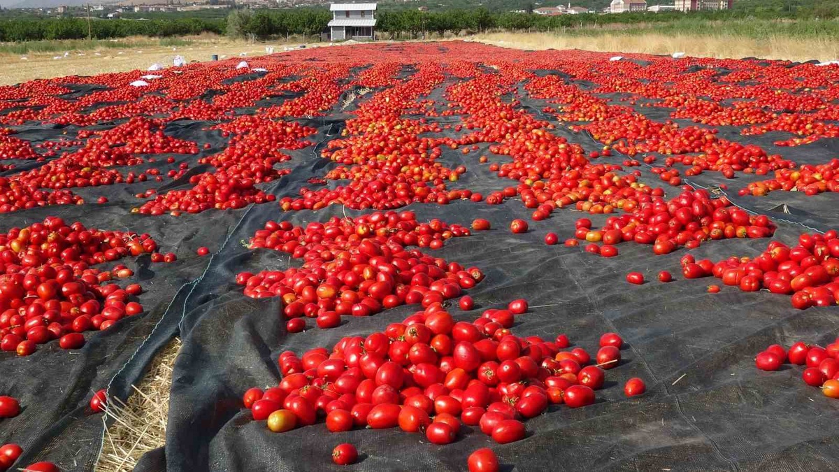 Malatya'da Kurutmalık Domates Hasadı Başladı