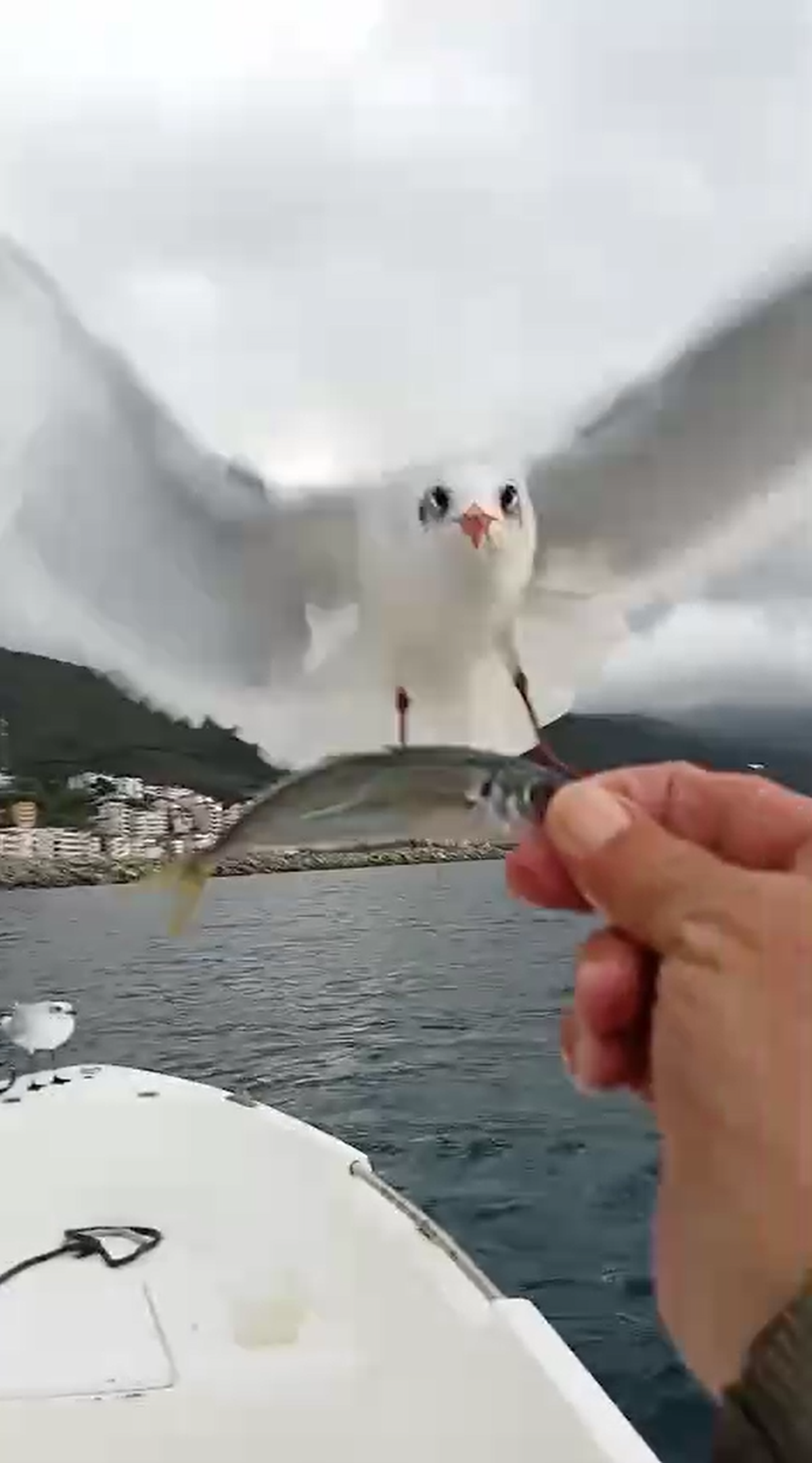 Balıkçı ile Martılar Arasındaki Renkli Dostluk