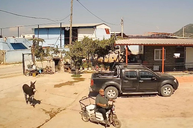 Manisa'da bir garip olay: Eşek muhtara saldırdı