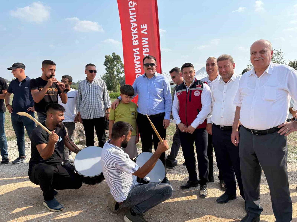 Yerli Ayçiçeği Hasadı Yapıldı