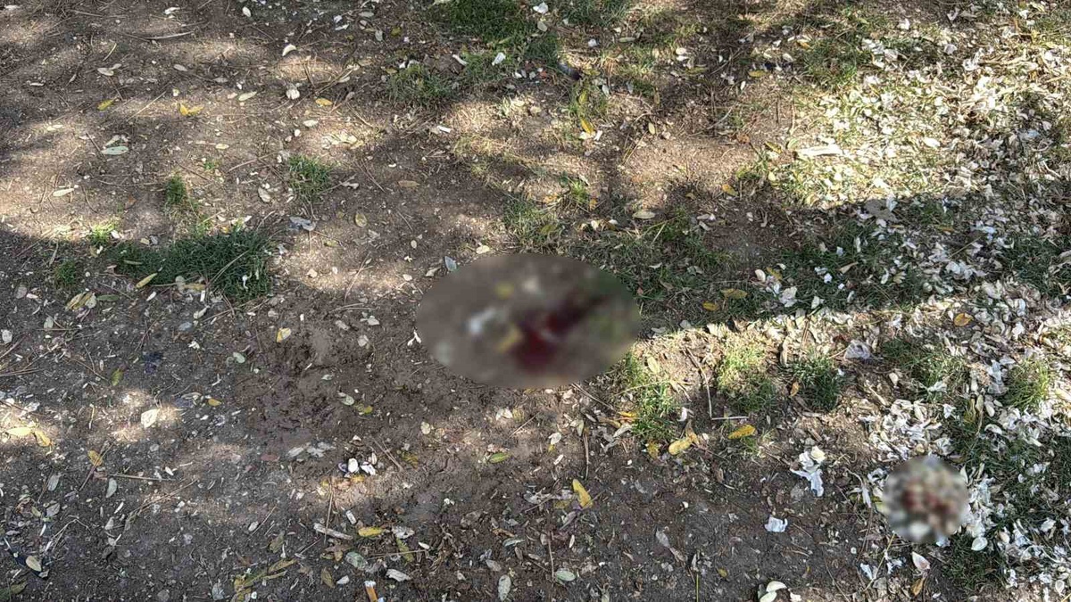 Eskişehir'de Bıçaklı Saldırı